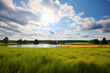 麦田风景湖边的麦田背景