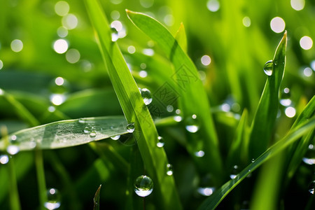 雨后的草叶特写图片