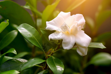 美丽的栀子花图片