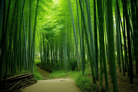 茂密竹林里的小路背景图片