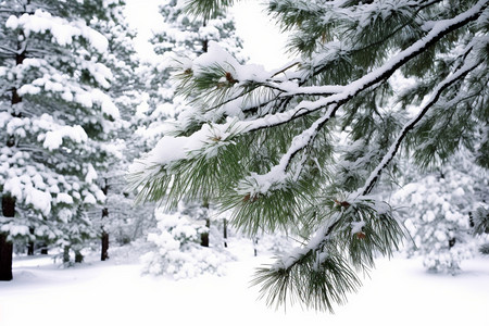 积雪的松枝图片