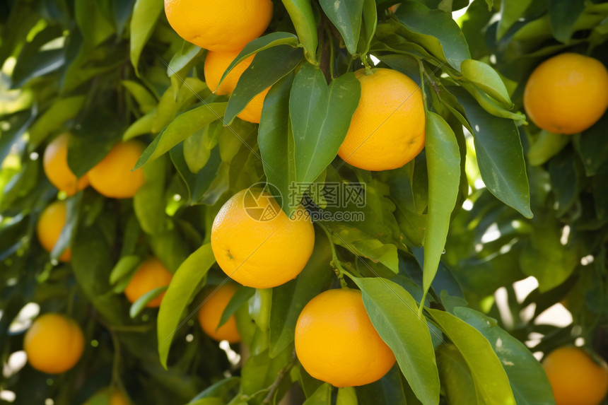 果园里的橘子图片