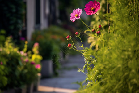 花草路边的野花背景