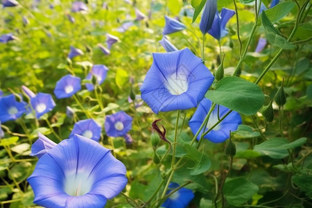 清晨盛开的牵牛花图片