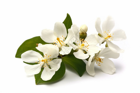 盛开的白色茉莉花图片
