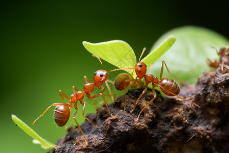 团结协作的蚂蚁高清图片