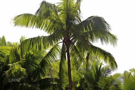 一种亚热带植物棕榈树图片