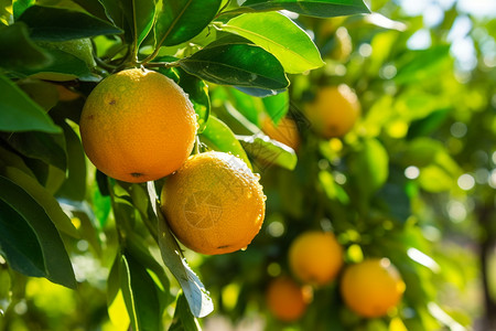 果树上的柑橘图片