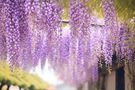 春天的紫藤树图片