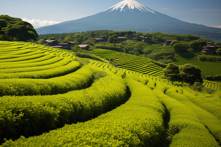郁郁葱葱的茶园景观图片