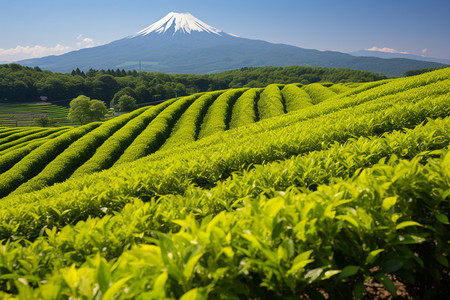 夏天山脉中的茶园景观背景图片