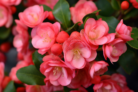 春天的海棠背景图片