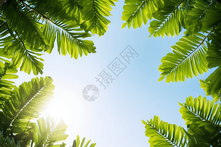 热带棕榈树的树叶背景图片