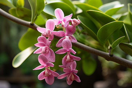 美丽的兰花花朵图片