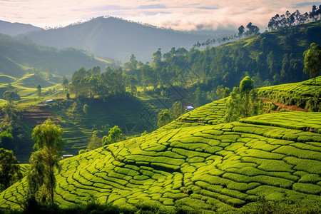 山脉的茶园背景图片