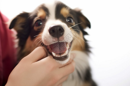 心情愉悦的牧羊犬图片