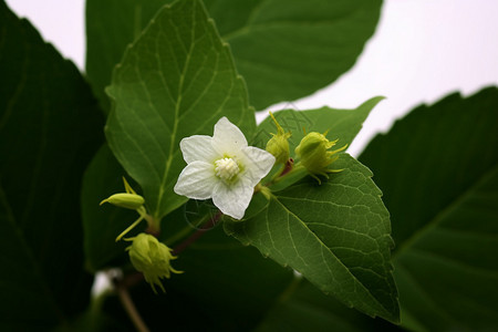 开花的绿叶植物图片