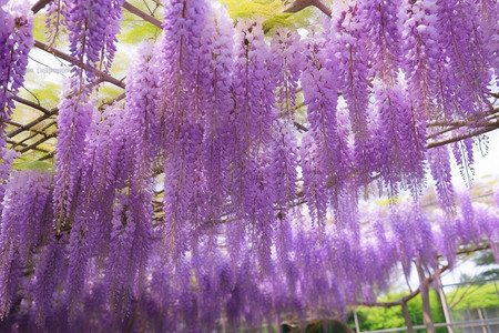 美丽的紫藤树图片