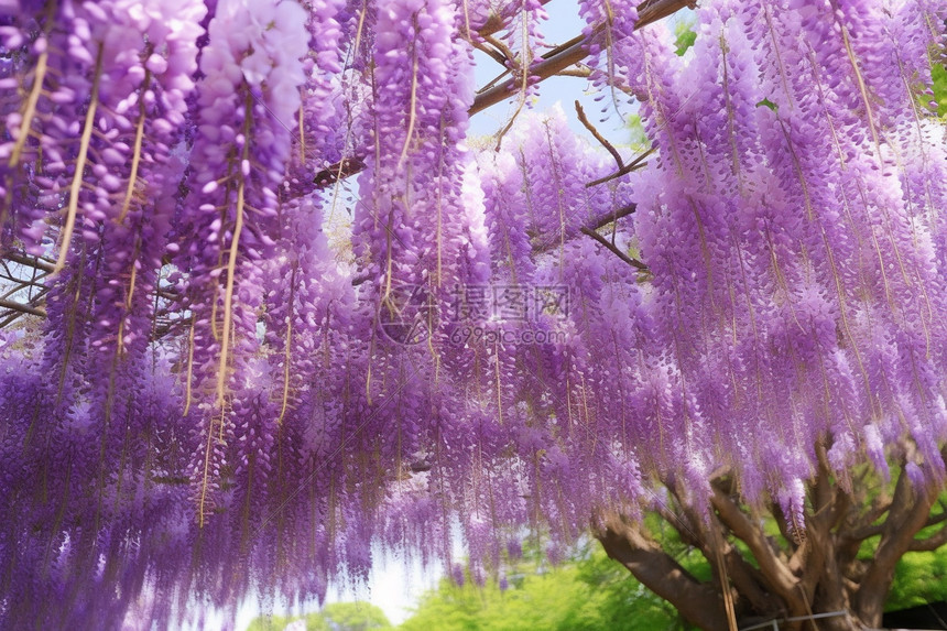 好看的紫藤树图片