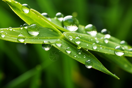 雨后森林中的树叶高清图片