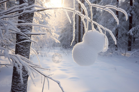 下雪天的森林景观图片