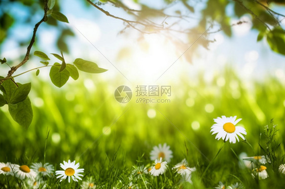 充满活力的夏天公园草坪景观图片