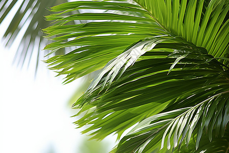 棕榈植物的叶子背景图片