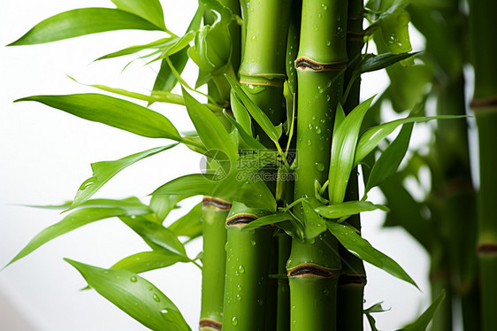 新鲜的竹子图片