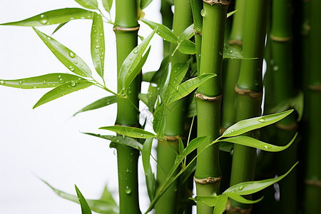 竹林中的新鲜竹子图片