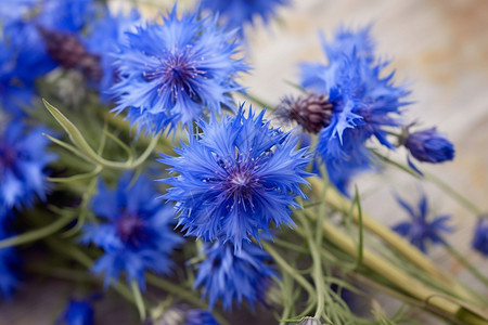 矢车菊花束图片