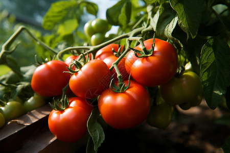 农场原生态番茄种植高清图片