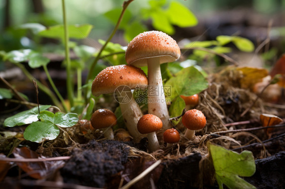 自然界可食用菌菇图片