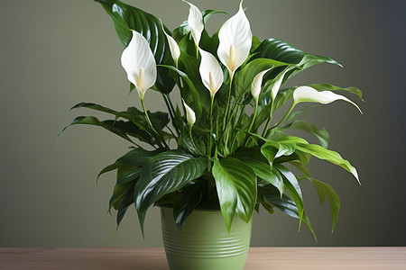 室内植物盆栽白掌花图片