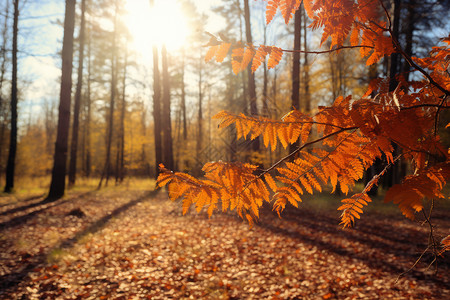 阳光下的秋日树林背景图片