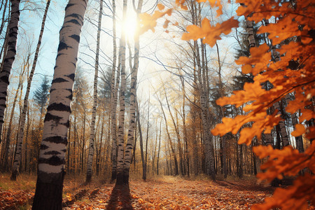 秋天的桦树林秋日金黄桦树林背景