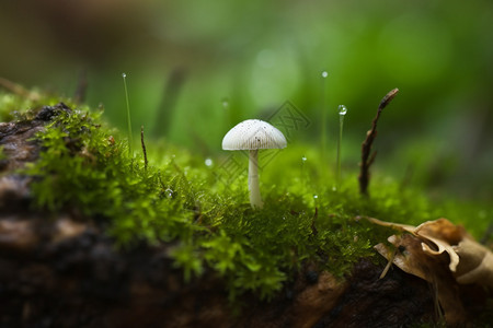 苔苗中的小蘑菇图片