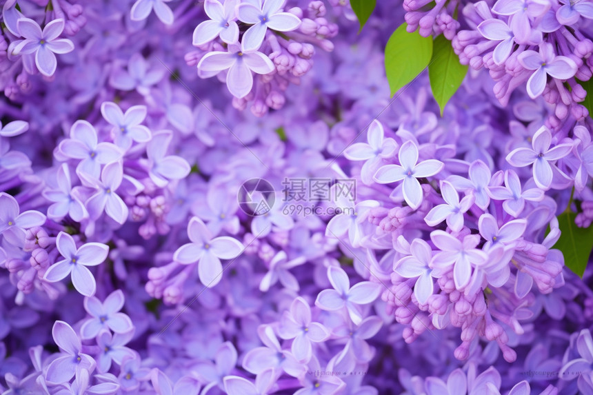 淡紫色的花朵图片