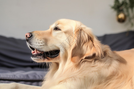 饲养的宠物金毛犬图片