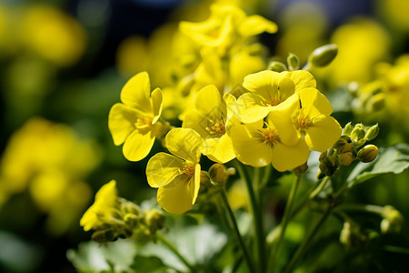 绽放的黄色花朵背景图片