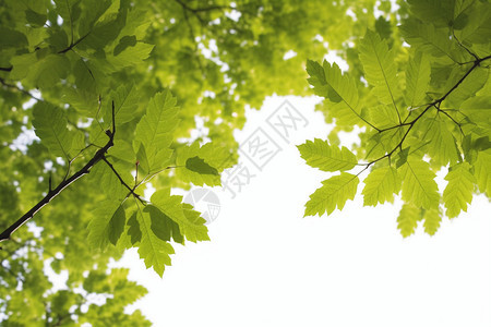 绿色树叶的俯拍图背景图片
