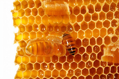 含糖蜂巢蜂窝蜂胶蜂蜜图片
