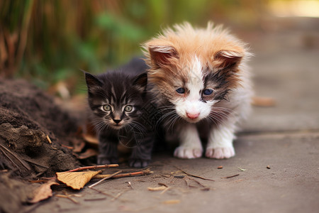 猫咪和狗狗可怜的狗狗和猫咪背景