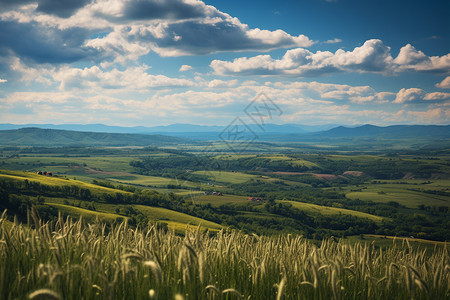 夏天山间种植的小麦田图片