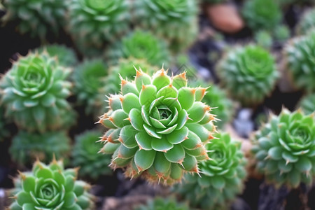 绿色的沙漠植物背景图片