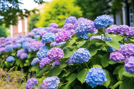 公园的绣球花植物图片