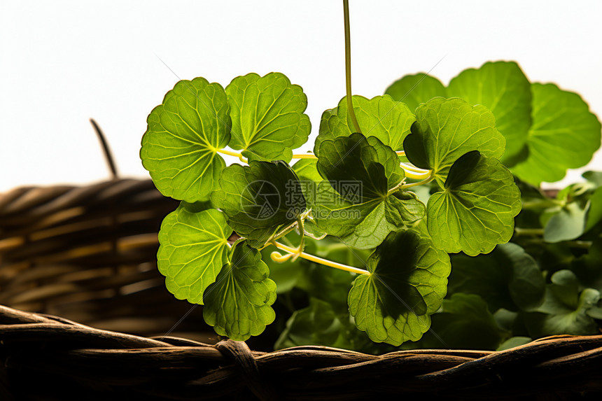 草本植物的阿育吠陀植物图片