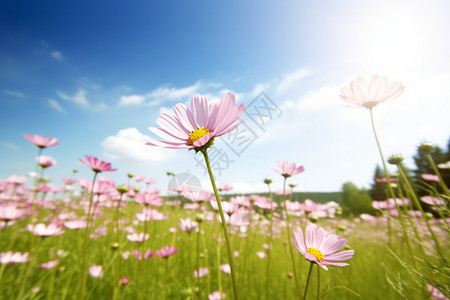 阳光明媚的雏菊花园图片