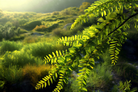 夏季嫩绿的含羞草叶高清图片