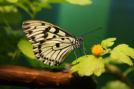 野生蝴蝶的特写镜头图片