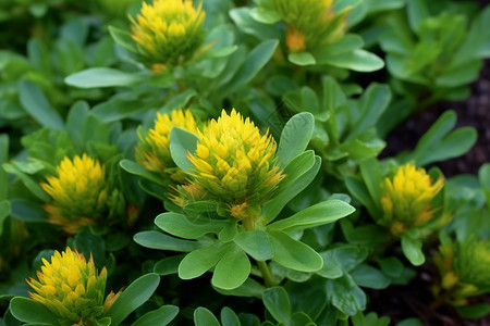 野生草本植物红景天图片